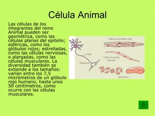 Célula Animal <ul><li>Las células de los integrantes del reino Animal pueden ser geométrica, como las células planas del e...