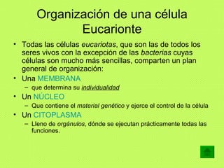 Organización de una célula Eucarionte <ul><li>Todas las células  eucariotas , que son las de todos los seres vivos con la ...