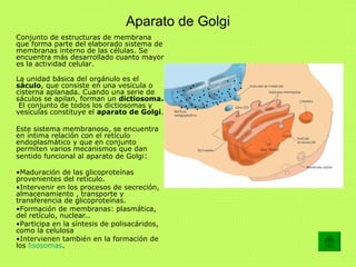Aparato de Golgi <ul><li>Conjunto de estructuras de membrana que forma parte del elaborado sistema de membranas interno de...