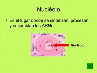 Nucléolo <ul><li>Es el lugar donde se sintetizan, procesan y ensamblan los ARNr.  </li></ul>Nucléolo 