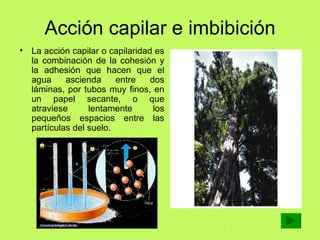 Acción capilar e imbibición <ul><li>La acción capilar o capilaridad es la combinación de la cohesión y la adhesión que hac...