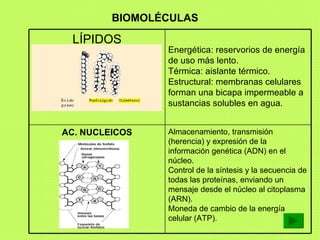BIOMOLÉCULAS Almacenamiento, transmisión (herencia) y expresión de la información genética (ADN) en el núcleo.   Control d...