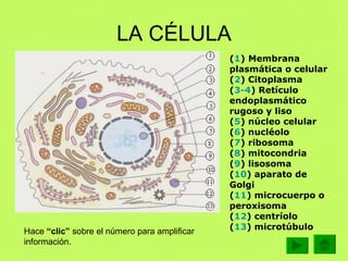 LA CÉLULA ( 1 )   Membrana plasmática o celular ( 2 ) Citoplasma ( 3-4 ) Retículo endoplasmático rugoso y liso ( 5 ) núcle...