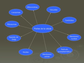 Partes de la célula Lisosomas Membrana celular Núcleo Aparato de Golgi Ribosomas Centríolos Membrana nuclear Retículo endoplasmático Mitocondrias Vacuolas