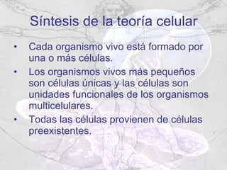 Síntesis de la teoría celular Cada organismo vivo está formado por una o más células. Los organismos vivos más pequeños son células únicas y las células son unidades funcionales de los organismos multicelulares. Todas las células provienen de células preexistentes. 