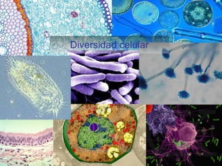 Diversidad celular 