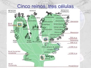 Cinco reinos, tres células 