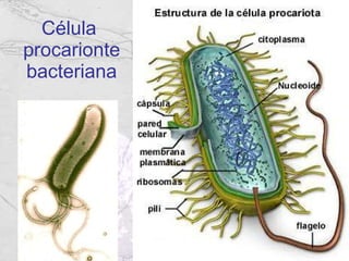 Célula  procarionte bacteriana 