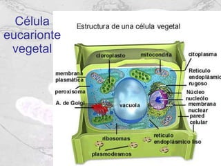 Célula eucarionte vegetal 