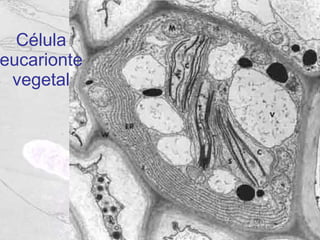 Célula eucarionte vegetal 