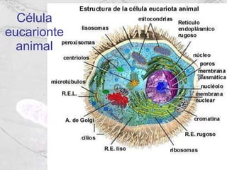 Célula eucarionte animal 
