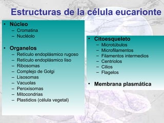 Estructuras de la célula eucarionte Núcleo Cromatina Nucléolo Organelos Retículo endoplásmico rugoso Retículo endoplásmico liso Ribosomas Complejo de Golgi Lisosomas Vacuolas Peroxisomas Mitocondrias Plastidios (célula vegetal) Citoesqueleto Microtúbulos Microfilamentos Filamentos intermedios Centriolos Cilios Flagelos Membrana plasmática 