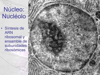 Núcleo: Nucléolo Síntesis de ARN ribosomal y ensamble de subunidades ribosómicas 