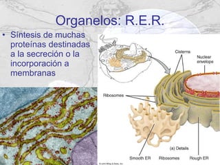 Organelos: R.E.R. Síntesis de muchas proteínas destinadas a la secreción o la incorporación a membranas 