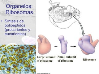 Organelos: Ribosomas Síntesis de polipéptidos (procariontes y eucariontes) 