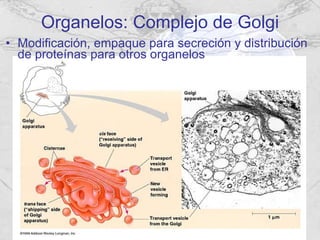 Organelos: Complejo de Golgi Modificación, empaque para secreción y distribución de proteínas para otros organelos 
