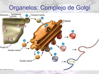 Organelos: Complejo de Golgi 