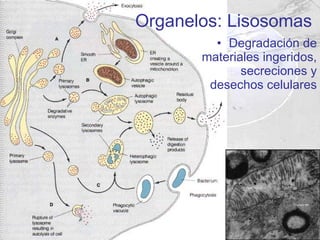 Degradación de materiales ingeridos, secreciones y desechos celulares Organelos: Lisosomas 