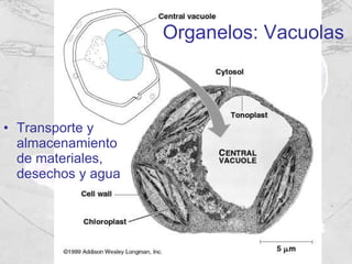 Transporte y almacenamiento de materiales, desechos y agua Organelos: Vacuolas 