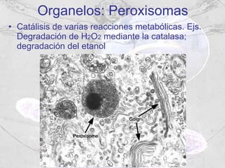 Organelos: Peroxisomas Catálisis de varias reacciones metabólicas. Ejs. Degradación de H 2 O 2  mediante la catalasa; degradación del etanol 