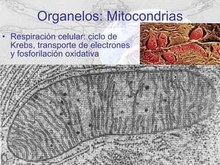 Organelos: Mitocondrias Respiración celular: ciclo de Krebs, transporte de electrones y fosforilación oxidativa 