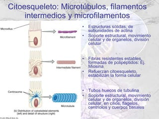 Citoesqueleto: Microtúbulos, filamentos intermedios y microfilamentos Estructuras sólidas, de subunidades de actina Soporte estructural, movimiento celular y de organelos, división celular Fibras resistentes estables, formadas de polipéptidos: Ej. Miosina Refuerzan citoesqueleto, estabilizan la forma celular Tubos huecos de tubulina Soporte estructural, movimiento celular y de organelos, división celular, en cilios, flagelos, centriolos y cuerpos basales 