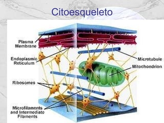 Citoesqueleto 