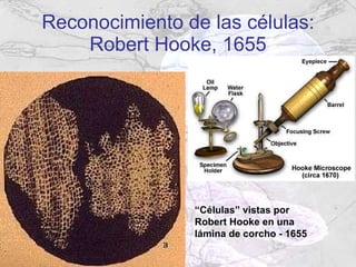 Reconocimiento de las células: Robert Hooke, 1655 “ Células” vistas por Robert Hooke en una lámina de corcho - 1655 