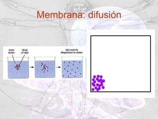 Membrana: difusión 