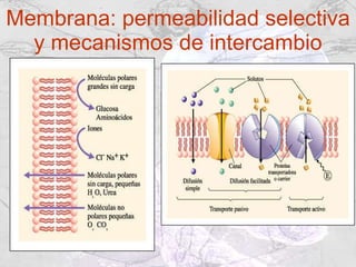Membrana: permeabilidad selectiva y mecanismos de intercambio 