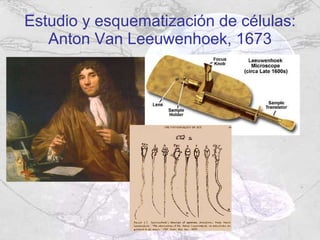 Estudio y esquematización de células: Anton Van  Leeuwenhoek, 1673 