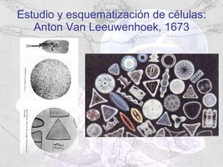 Estudio y esquematización de células: Anton Van  Leeuwenhoek, 1673 