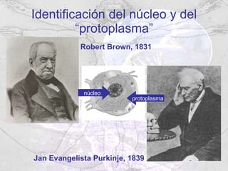 Identificación del núcleo y del “protoplasma” Robert Brown, 1831 Jan Evangelista Purkinje, 1839   núcleo protoplasma 