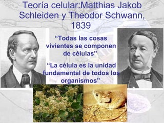 Teoría celular:Matthias Jakob Schleiden y Theodor Schwann, 1839  “ Todas las cosas vivientes se componen de células”   “ La célula es la unidad fundamental de todos los organismos”   