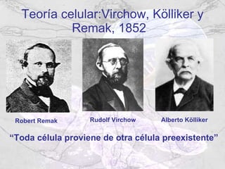 Teoría celular:Virchow, Kölliker y Remak, 1852  “ Toda célula proviene de otra célula preexistente” Robert Remak  Rudolf Virchow  Alberto Kölliker  