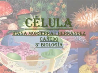 CélulaDiana Monserrat Hernández Cañedo3° Biología 