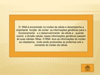 O DNA é encontrado no núcleo da célula e desempenha a
importante função de conter as informações genéticas para o
   funcionamento e o desenvolvimento da célula e , quando
 ocorre a divisão celular, essas informações genéticas passam
 às suas células- filhas. O RNA leva as informações do núcleo
    ao citoplasma, onde serão produzidas as proteínas sob o
                 comando do núcleo da célula.
 