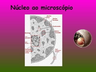 Núcleo ao microscópio 