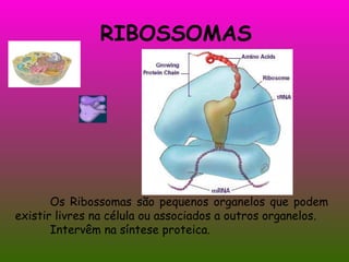RIBOSSOMAS Os Ribossomas são pequenos organelos que podem existir livres na célula ou associados a outros organelos. Intervêm na síntese proteica. 