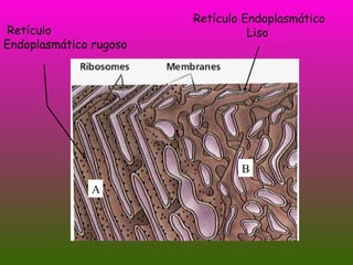 Retículo Endoplasmático Liso Retículo Endoplasmático rugoso A A B 