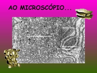 AO MICROSCÓPIO... 