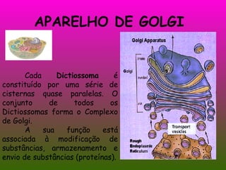 APARELHO DE GOLGI  Cada  Dictiossoma  é constituído por uma série de cisternas quase paralelas. O conjunto de todos os Dictiossomas forma o Complexo de Golgi. A sua função está associada à modificação de substâncias, armazenamento e envio de substâncias (proteínas). 