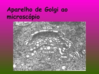 Aparelho de Golgi ao microscópio 
