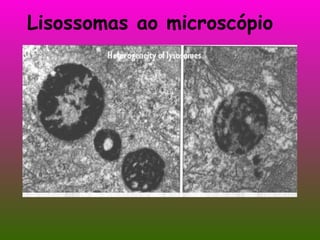 Lisossomas ao microscópio 