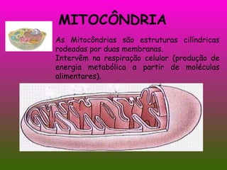MITOCÔNDRIA As Mitocôndrias são estruturas cilíndricas rodeadas por duas membranas. Intervêm na respiração celular (produção de energia metabólica a partir de moléculas alimentares). 