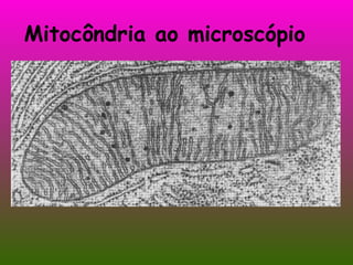 Mitocôndria ao microscópio 