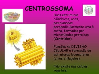 CENTROSSOMA Duas estruturas cilíndricas, ocas, posicionadas perpendicularmente uma à outra, formadas por microtúbulos proteicos ( Centríolos ). Funções na DIVISÃO CELULAR e formação de estruturas locomotoras (cílios e flagelos). Não existe nas células vegetais. 