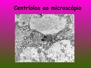 Centríolos ao microscópio 
