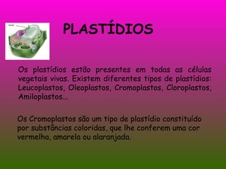 PLASTÍDIOS  Os plastídios estão presentes em todas as células vegetais vivas. Existem diferentes tipos de plastídios: Leucoplastos, Oleoplastos, Cromoplastos, Cloroplastos, Amiloplastos... Os Cromoplastos são um tipo de plastídio constituído por substâncias coloridas, que lhe conferem uma cor vermelha, amarela ou alaranjada. 
