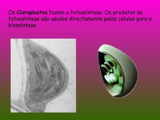 Os  Cloroplastos  fazem a fotossíntese. Os produtos da fotossíntese são usados directamente pelas células para a biossíntese. 